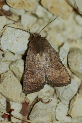 Réf. 237 322 : Hoplodrina sp.
